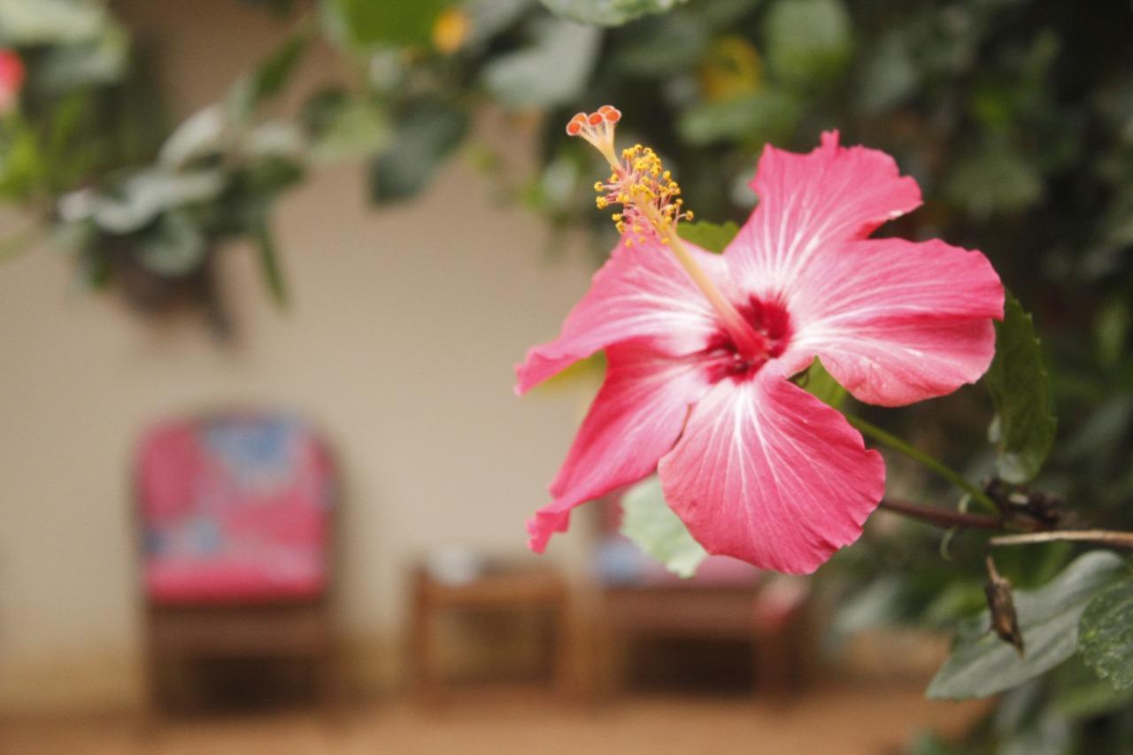 Vida Tropical Bed and Breakfast Alajuela Exterior foto